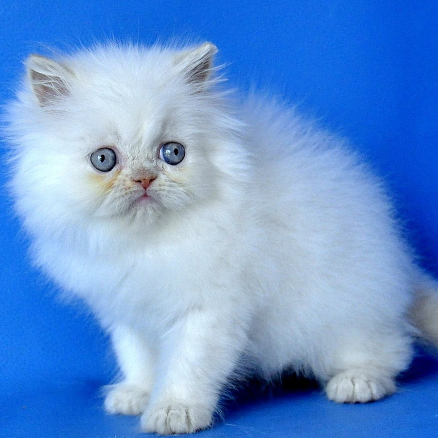 Martin Persian male, cream pointed