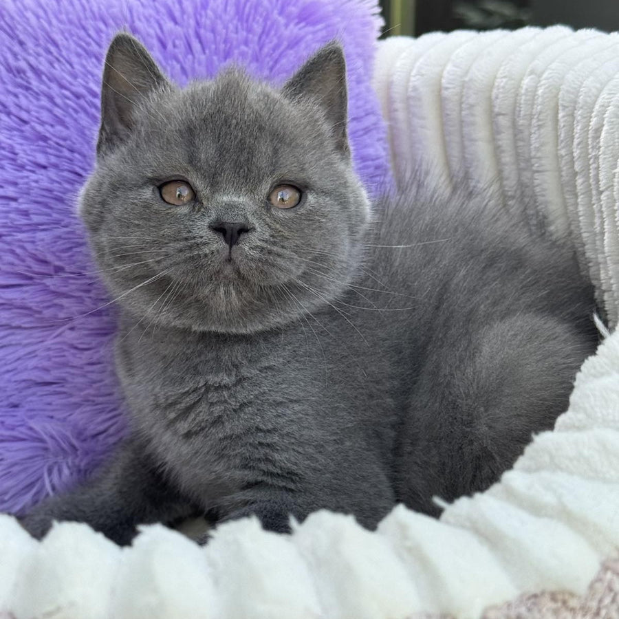 Vanessa Scottish Straight female, blue