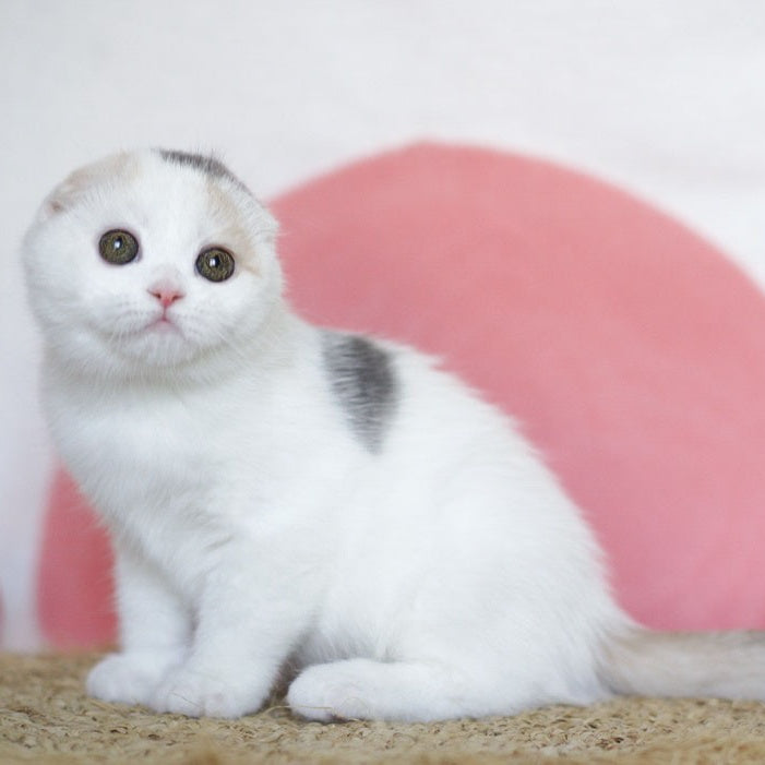 Qaylie Scottish Fold female, blue tortie tabby harlequin