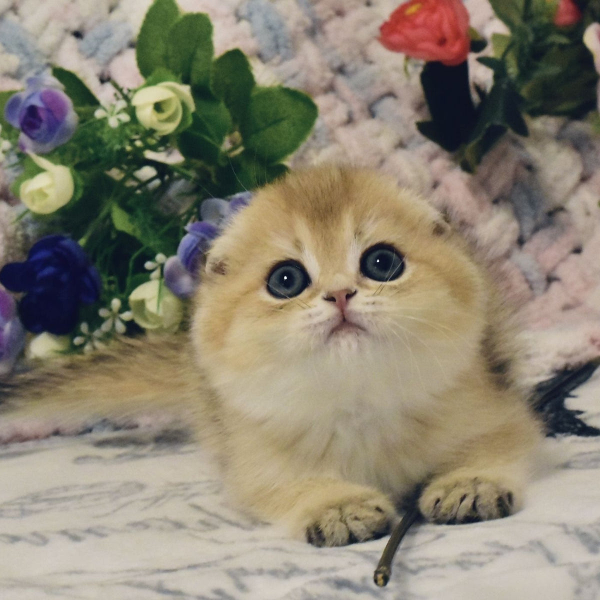 Barni Scottish Fold male, black golden shaded