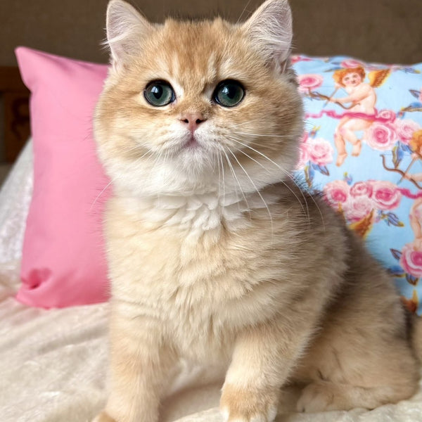 Simba British Shorthair male, black golden chinchilla