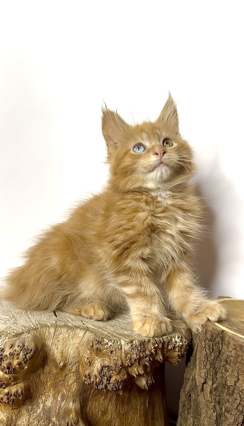 Krash Maine Coon polydactyl male red tabby with white - live animals