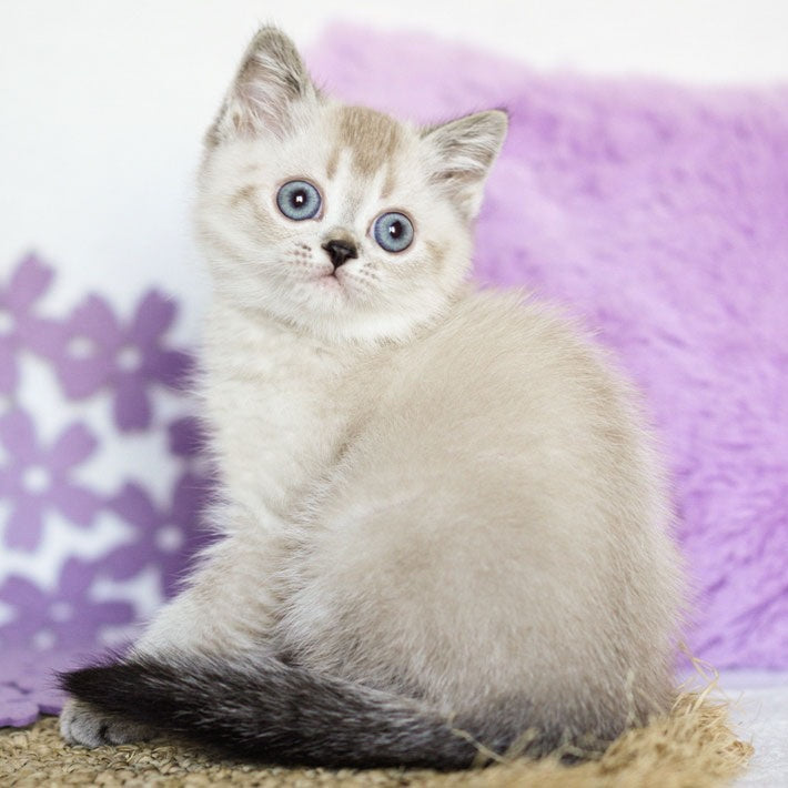Uoker Scottish Straight male, black ticked tabby pointed