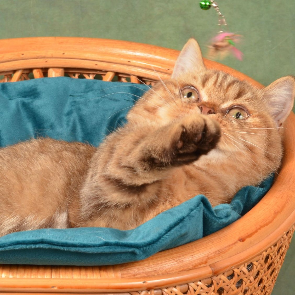 Holly Munchkin female, chocolate ticked tabby
