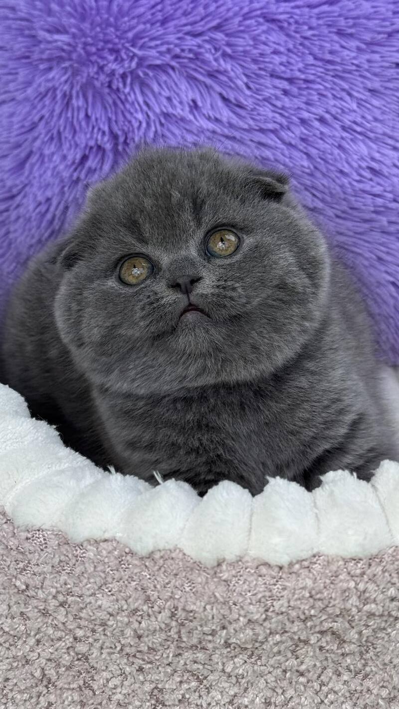 Una Scottish Fold female, blue