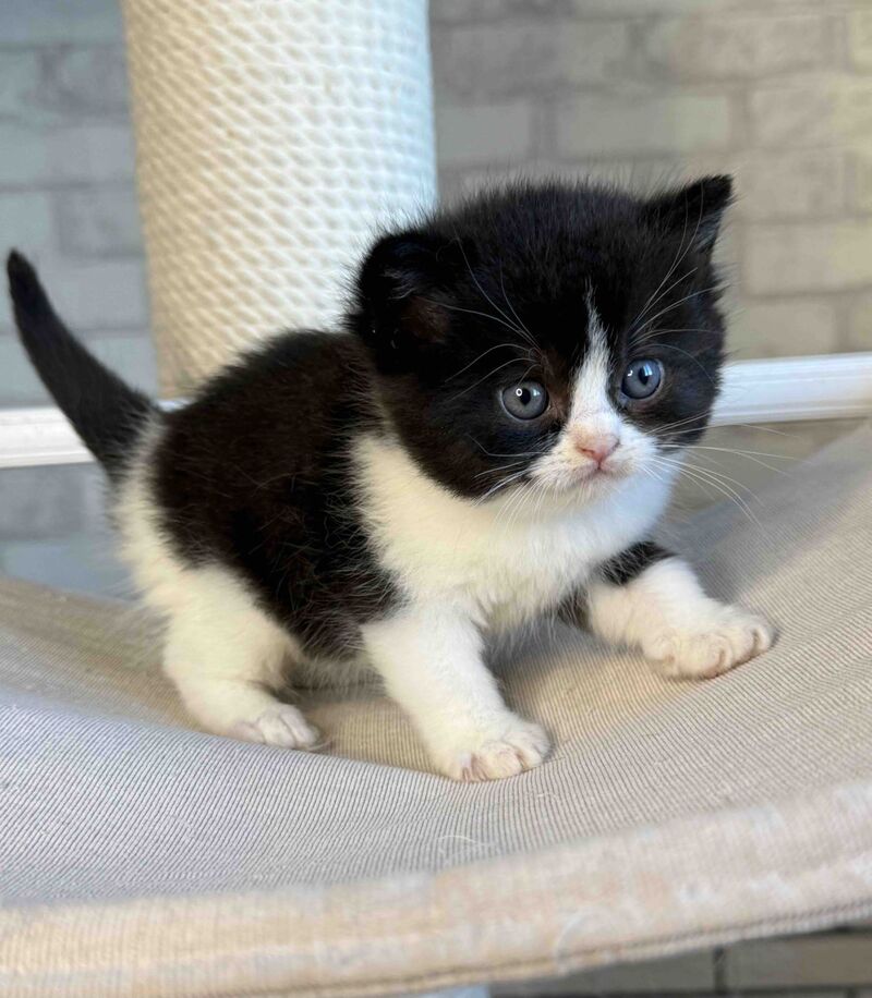 Luntik British Shorthair male, black bicolour