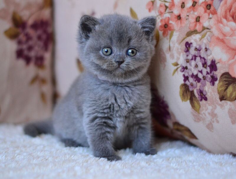 Eva British Shorthair female blue - live animals