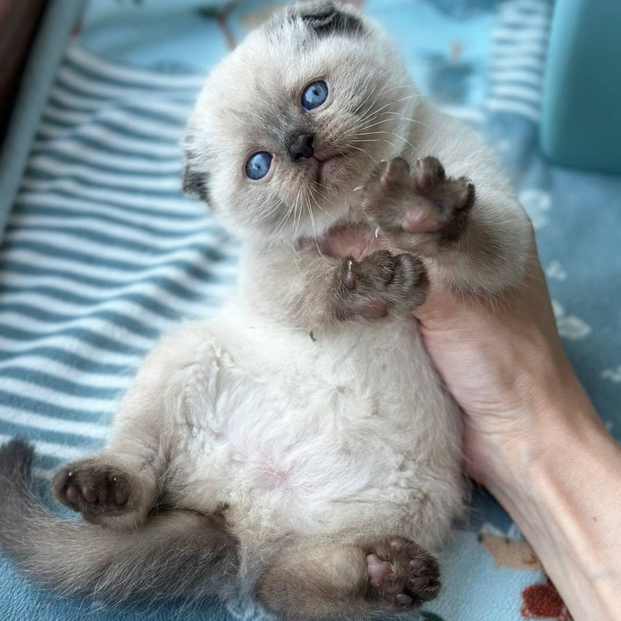 Mira Scottish Fold female, black pointed