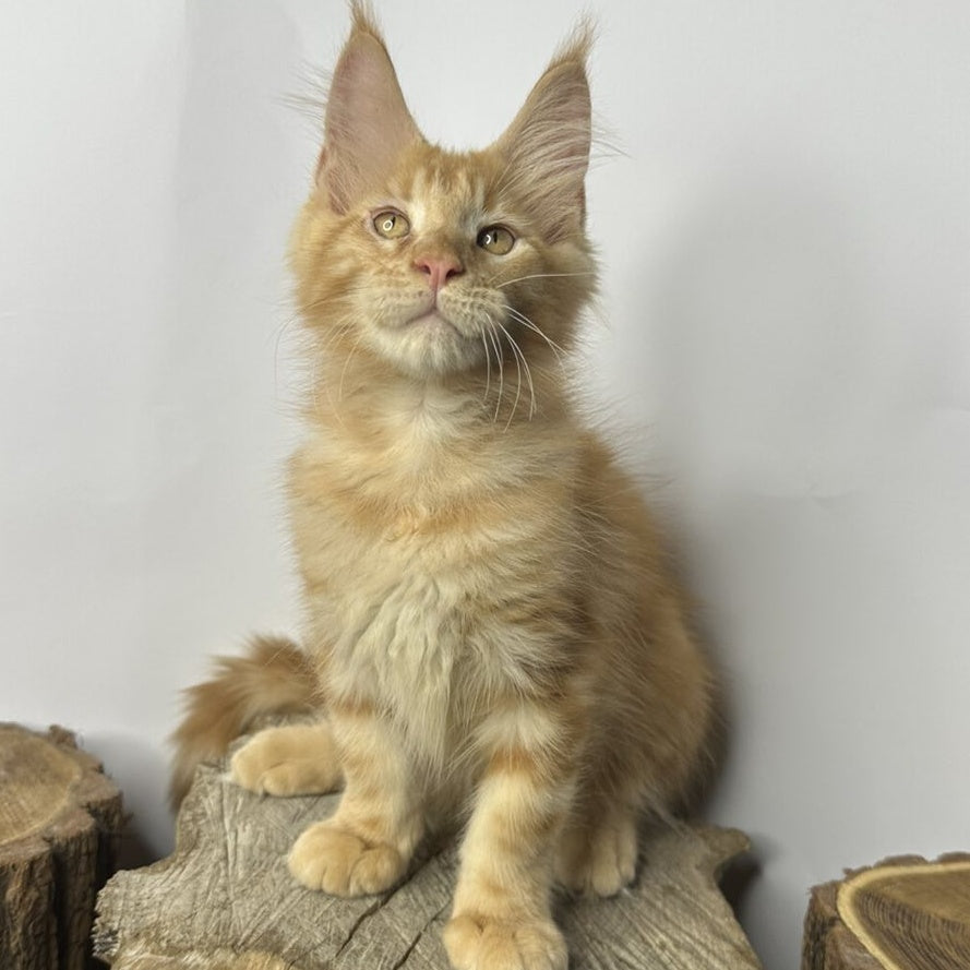 Kunzhut Maine Coon male, red tabby