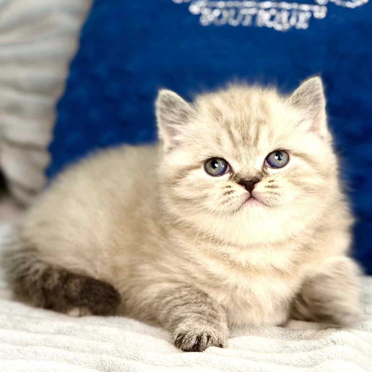 Jelly Scottish Straight female, chocolate tabby