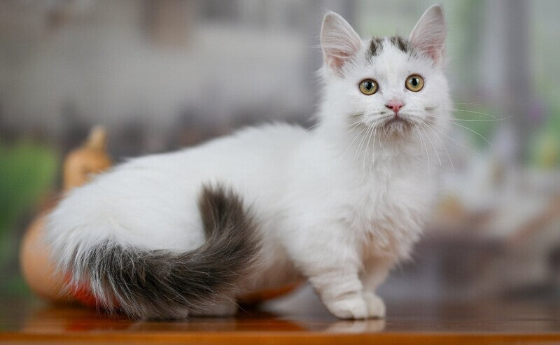 Limonchella Munchkin female, chocolate tabby van