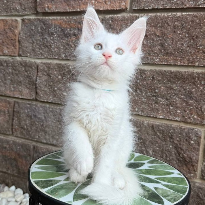 Ziggy Maine Coon male, white