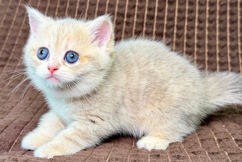 Marsi Munchkin female, blue golden tabby
