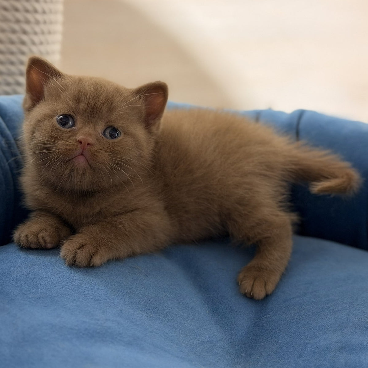Shimal British Shorthair female, cinnamon