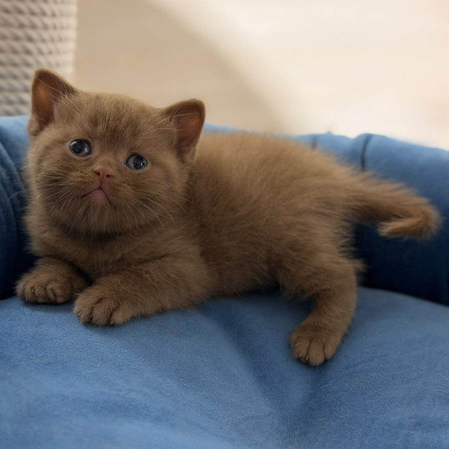 Shimal British Shorthair female, cinnamon