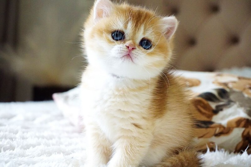 Iris British Shorthair female, black golden chinchilla