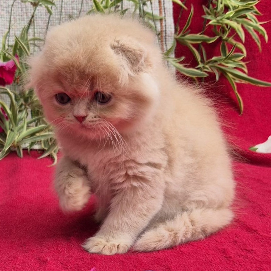 Milo Scottish Fold male, cream