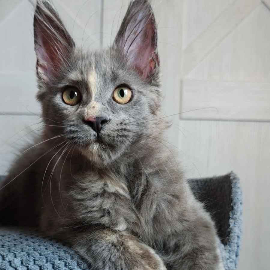 Buttercup Maine Coon polydactyl 5x6x6x6 female, blue tortie