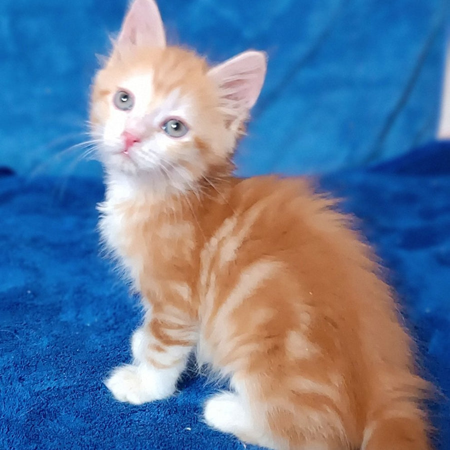 Elizabet Siberian female, red tabby with white