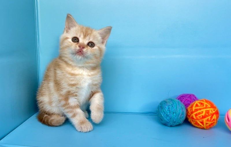 Wong-Pie British Shorthair male red silver tabby - live animals