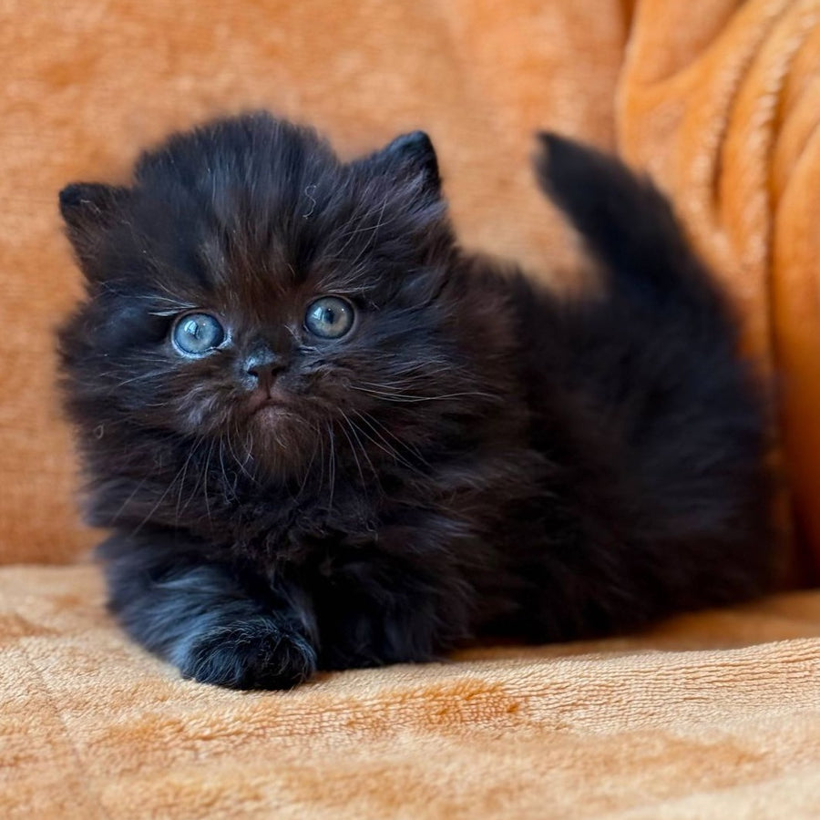 Martin Munchkin male, black