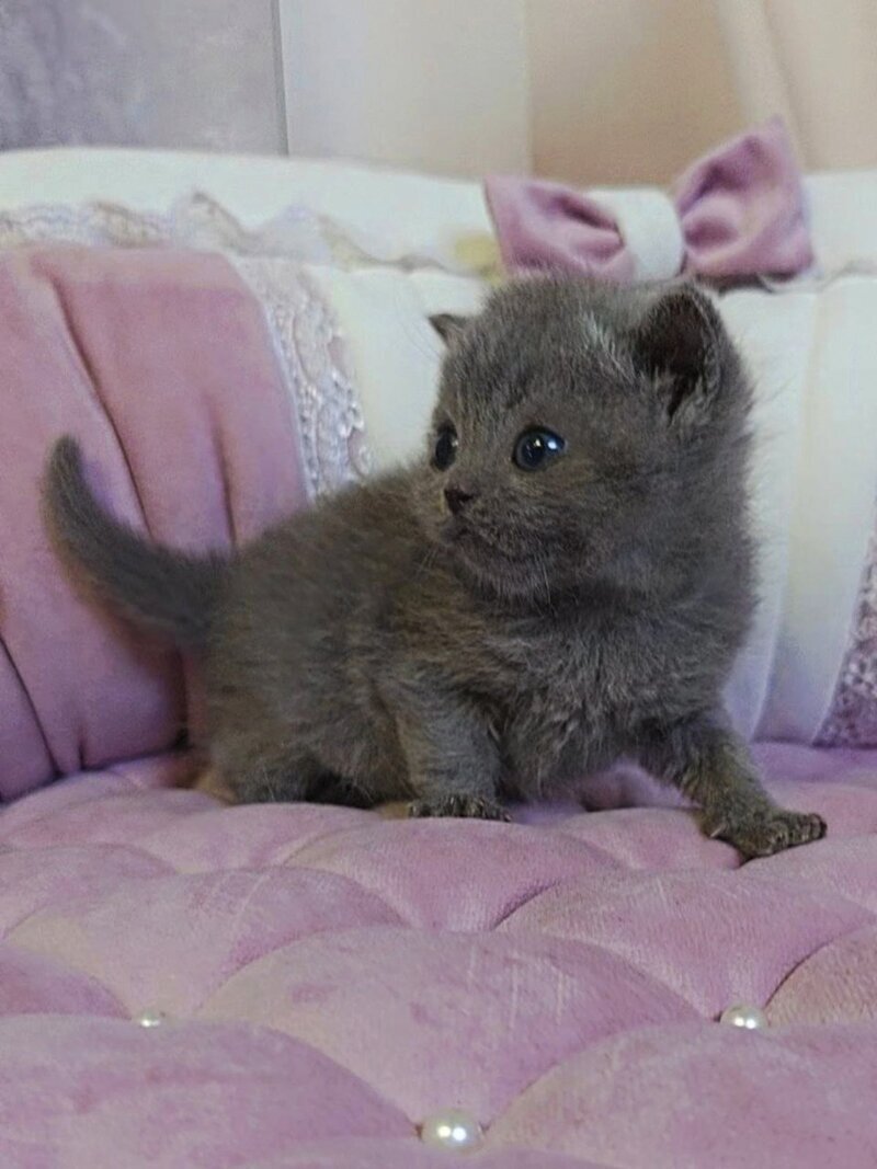 Joy Scottish Straight male blue - live animals