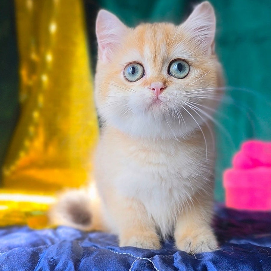 Trinity British Shorthair female, black golden shaded