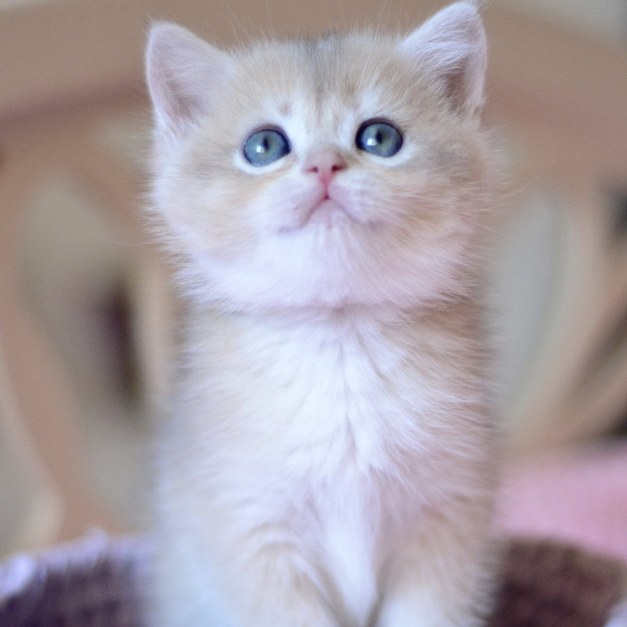 Yanina British Shorthair female, blue golden chinchilla
