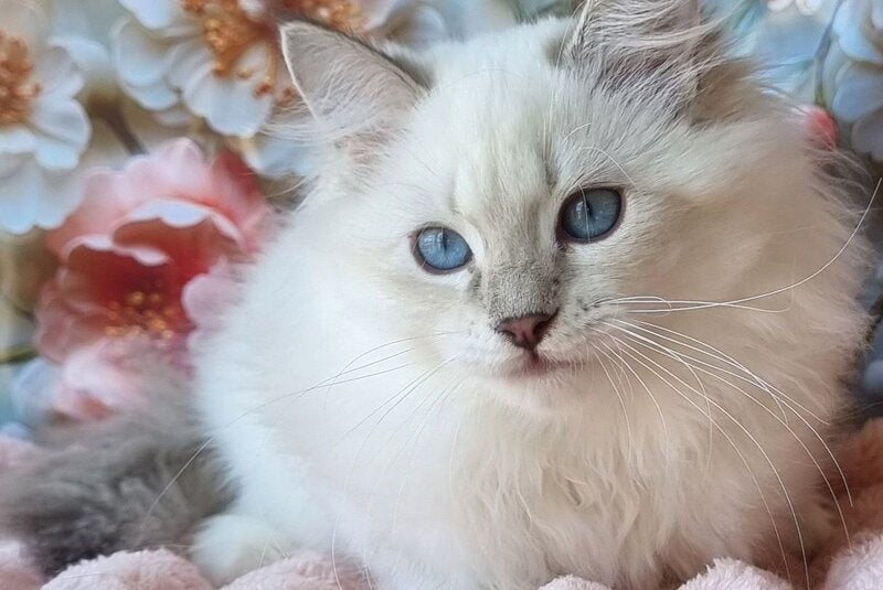 Snowy Siberian female, blue tabby pointed with white