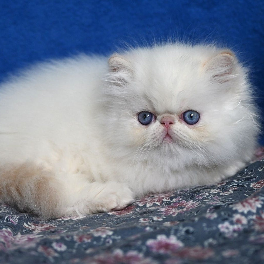 Azur Persian male, cream tabby pointed