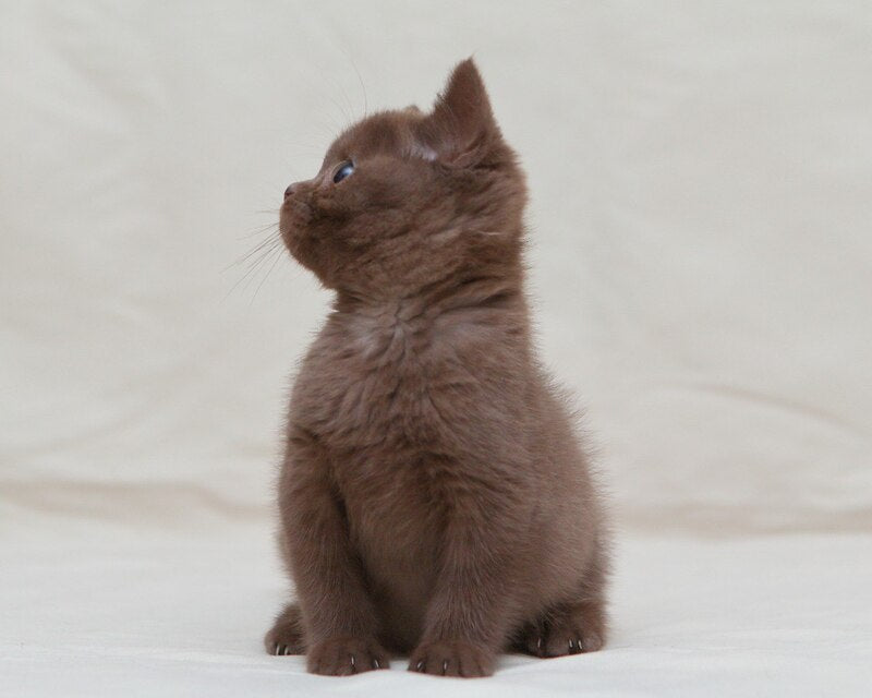 Neko British Shorthair male, chocolate