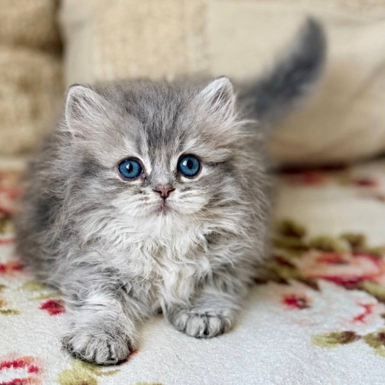 Sandra Munchkin female, blue ticked tabby