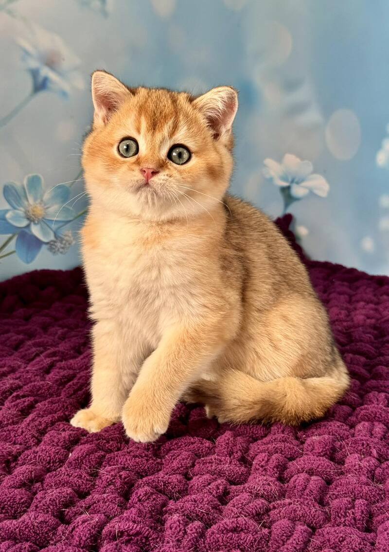 Fox Scottish Straight male, black golden shaded