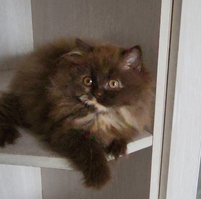 Alisiya British Longhair female chocolate tortie - live animals