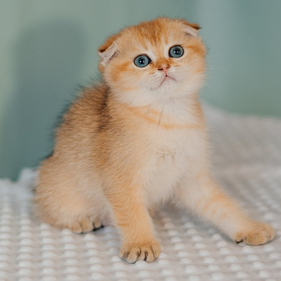 Felix Scottish Fold male, black golden shaded