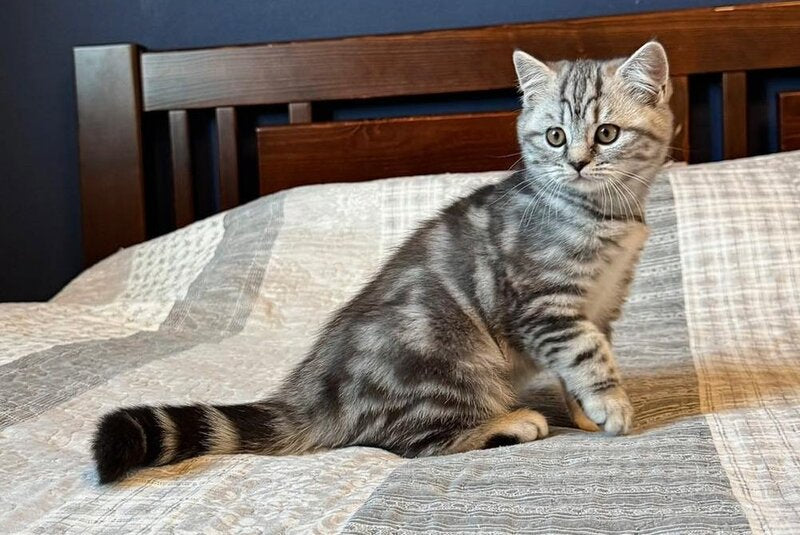 Jessica Scottish Straight female, black silver tabby