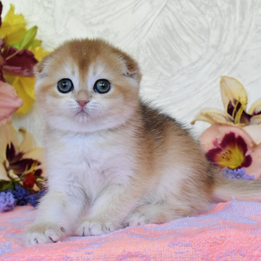 Eva Scottish Fold female, black golden chinchilla