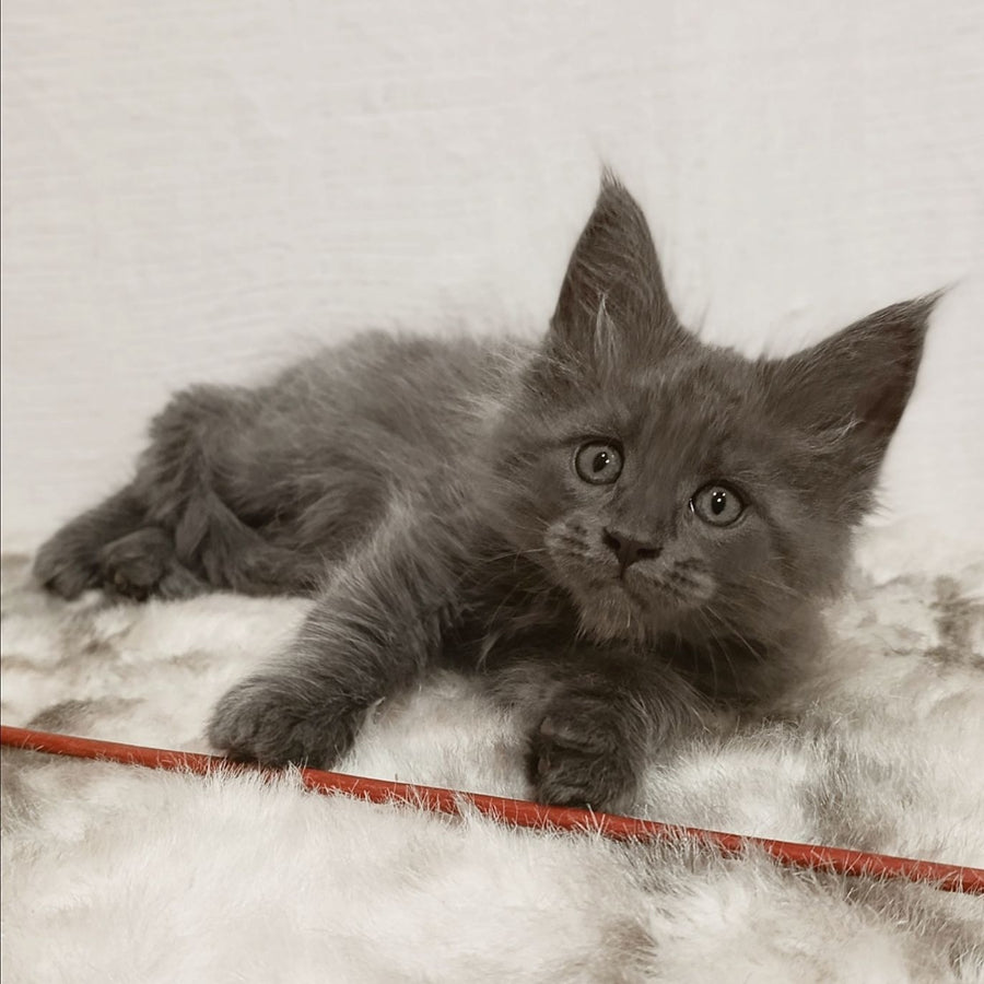 Favorite Maine Coon male, blue silver