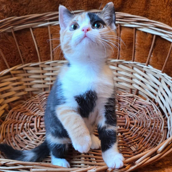 Barva British Shorthair female, black tortie bicolour