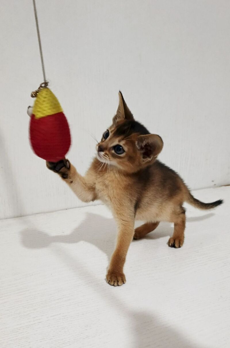 Franklin Abyssinian male, ruddy