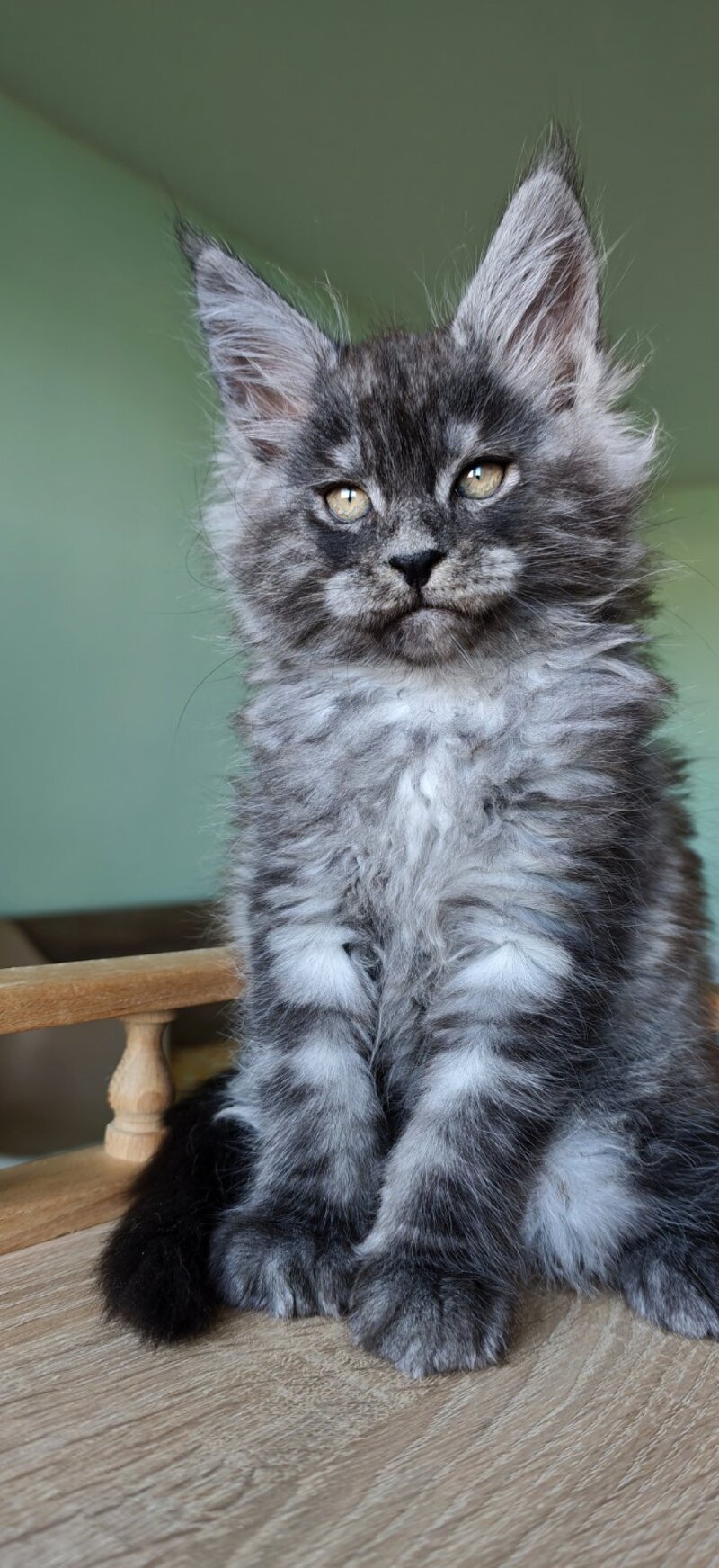 Grey Maine Coon male, black