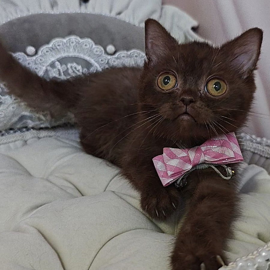 Volter British Shorthair male, chocolate