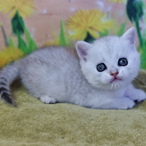Ariel Munchkin female, black silver spotted tabby