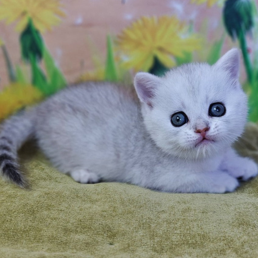 Ariel Munchkin female, black silver spotted tabby