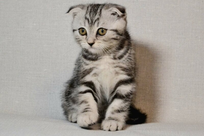 Sonya Scottish Fold female black silver tabby - live animals