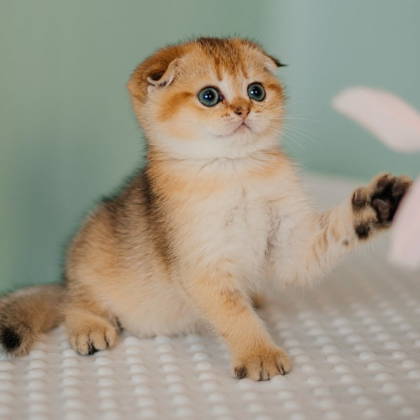 Diana Scottish Fold female, black golden ticked tabby