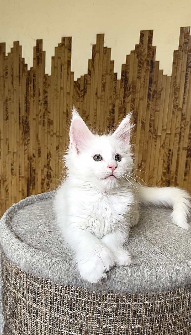 Usik Maine Coon polydactyl male, white