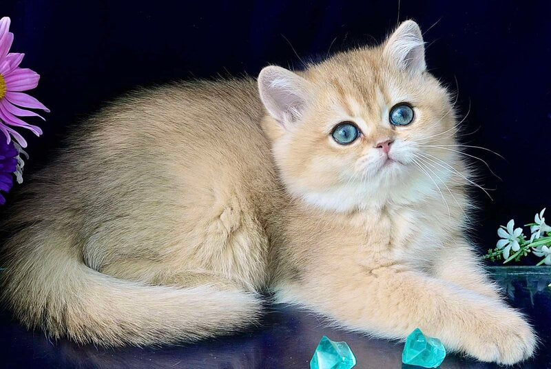 Rosalie British Shorthair female, chocolate golden shaded