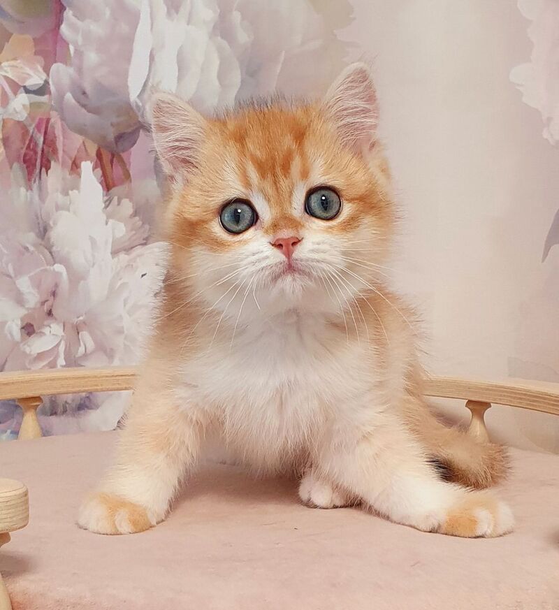 Villi British Shorthair male, black golden chinchilla