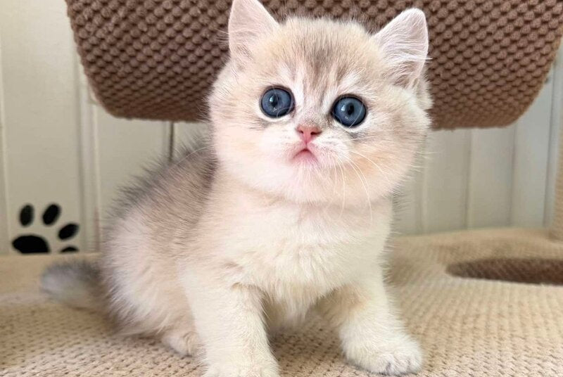 Cristian British Shorthair male, blue golden shaded